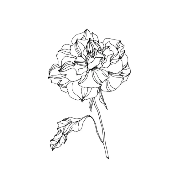 Vector Rose flores botánicas florales. Tinta grabada en blanco y negro. Elemento ilustrativo de rosas aisladas . — Archivo Imágenes Vectoriales