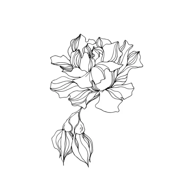 Vector Rose flores botánicas florales. Tinta grabada en blanco y negro. Elemento ilustrativo de rosas aisladas . — Vector de stock