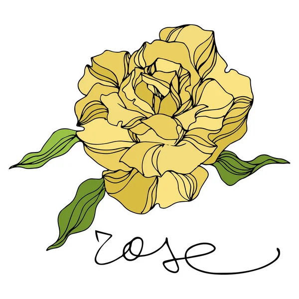 Vector Rose flores botânicas florais. Arte de tinta gravada. Rosas isoladas elemento ilustrativo . —  Vetores de Stock
