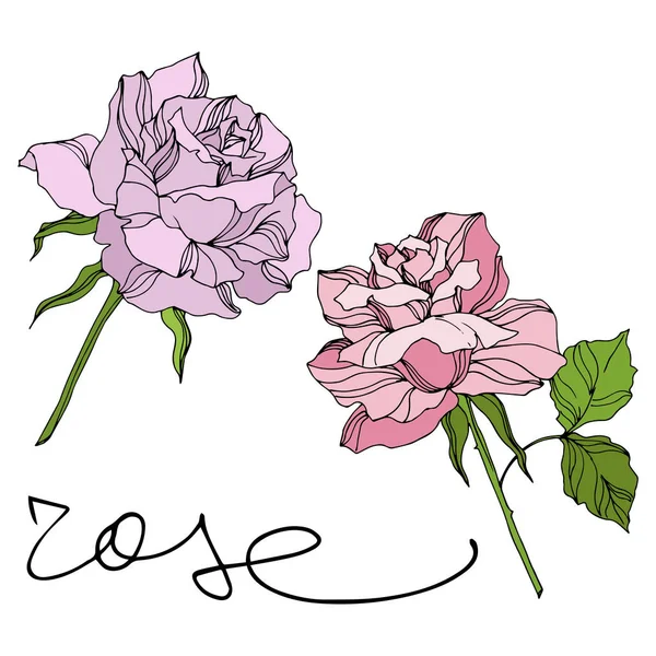 Vector Rose flores botánicas florales. Arte de tinta grabada. Elemento ilustrativo de rosas aisladas . — Archivo Imágenes Vectoriales