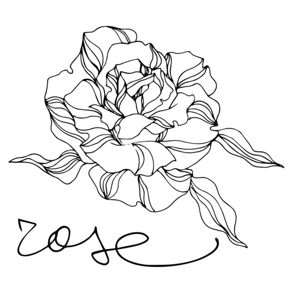 Vector Rose flores botánicas florales. Arte de tinta grabada. Elemento ilustrativo de rosas aisladas . — Vector de stock