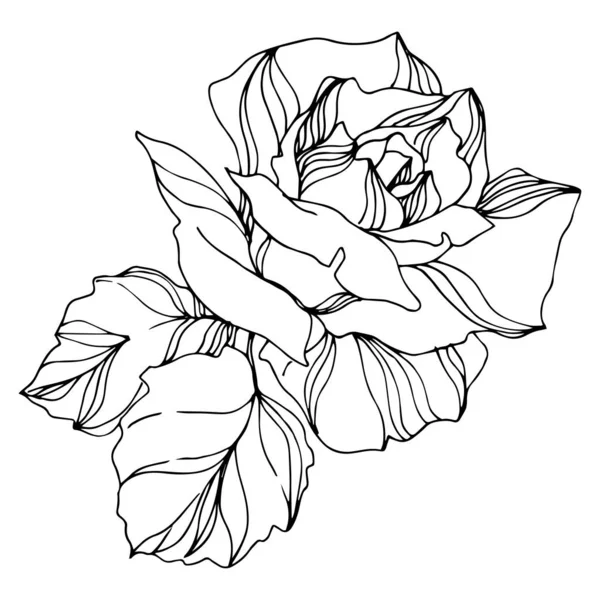 Vector Fleurs botaniques florales roses. Encre gravée. Elément d'illustration de roses isolées . — Image vectorielle