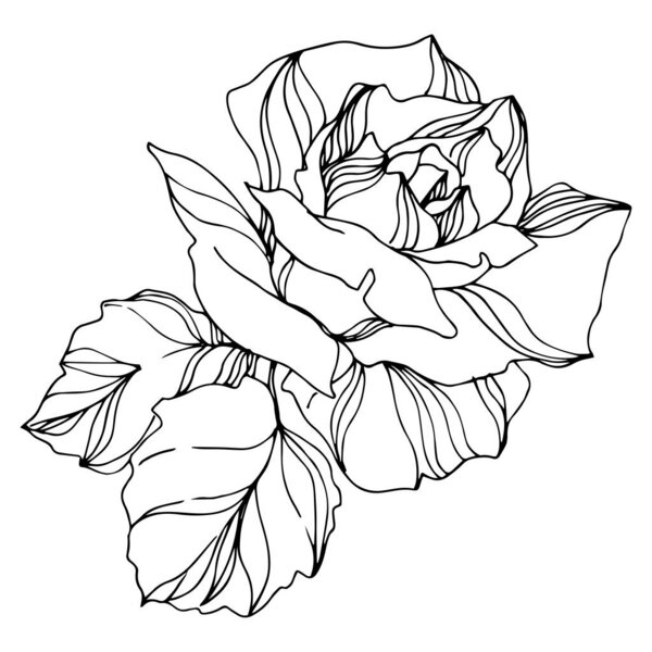 Vector Rose floral botanical flowers. Engraved ink art. Isolated roses illustration element.