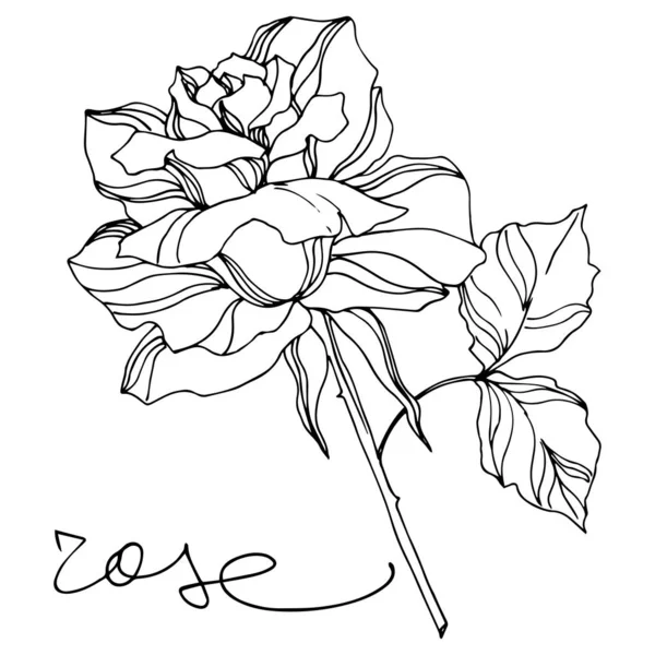 病媒玫瑰植物花。植物花。 雕刻油墨艺术。 孤立的玫瑰说明性元素. — 图库矢量图片