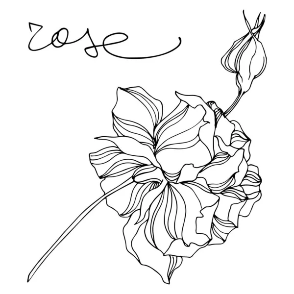 ベクトルバラの花植物の花。彫刻された水墨画。孤立したバラのイラスト要素. — ストックベクタ