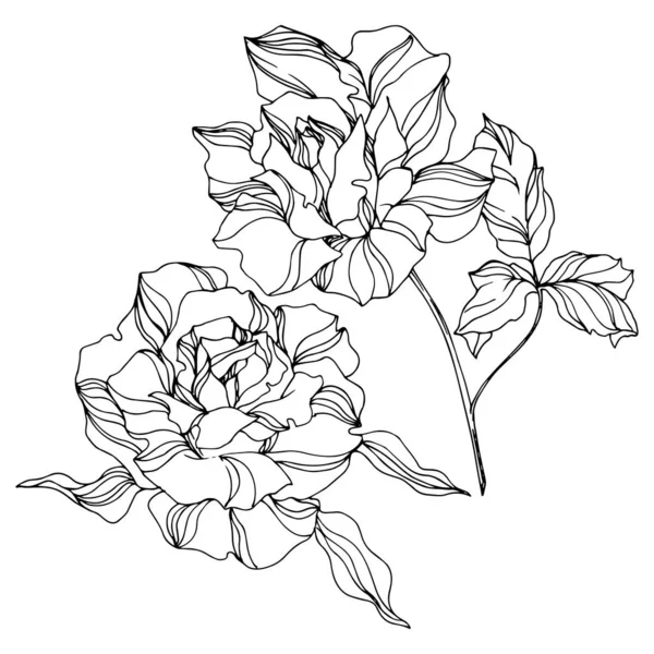Vector Rose blommiga botaniska blommor. Graverad bläckkonst. Isolerade rosor illustrationselement. — Stock vektor