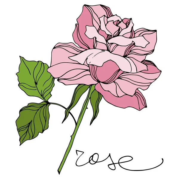 Vektori Rose kukka kasvitieteellinen kukkia. Kaiverrettua mustetaidetta. Erilliset ruusut kuvituselementti . — vektorikuva