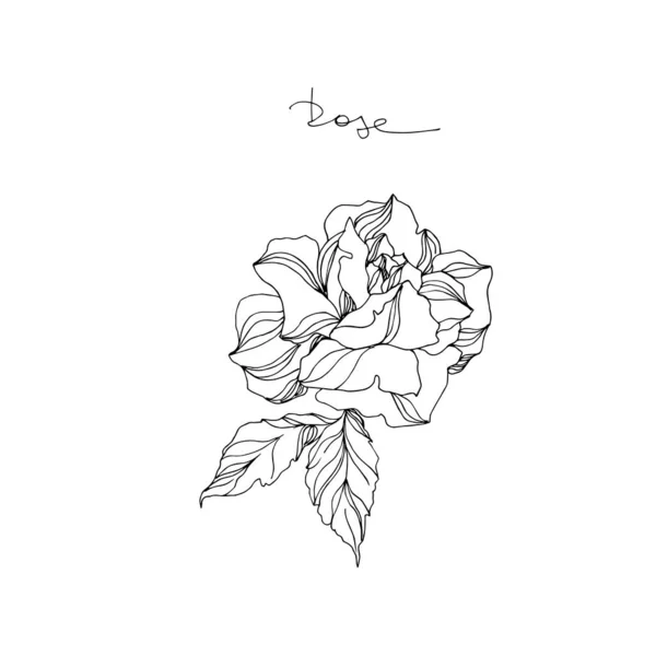 Wektor Rose kwiatowy kwiat botaniczny. Czarno-biała grawerowana sztuka tuszu. Izolowany element ilustracji róży. — Wektor stockowy