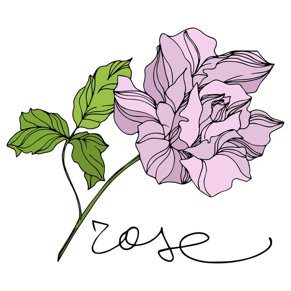 Fiori botanici floreali Vector Rose. Incisione a inchiostro art. Elemento illustrazione rose isolate . — Vettoriale Stock