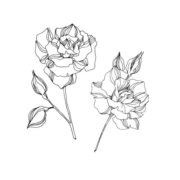 Květinové botanické květiny Vector Rose. Černobílý rytý inkoust. Izolovaný prvek ilustrace růží. — Stockový vektor