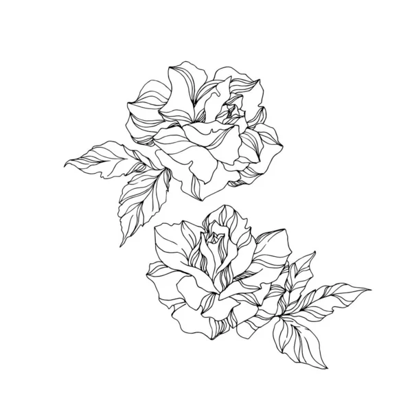 Vector Rose flori florale botanice. Artă de cerneală gravată alb-negru. Element de ilustrare a trandafirului izolat . — Vector de stoc