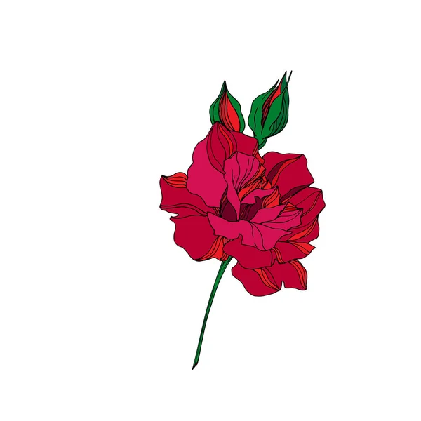 Flor botánica floral Vector Rose. Tinta grabada roja y verde. Elemento de ilustración rosa aislada . — Vector de stock