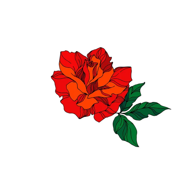 Vector Rose floral botanical flower. Red and green engraved ink art. Isolated rose illustration element. — Stock Vector