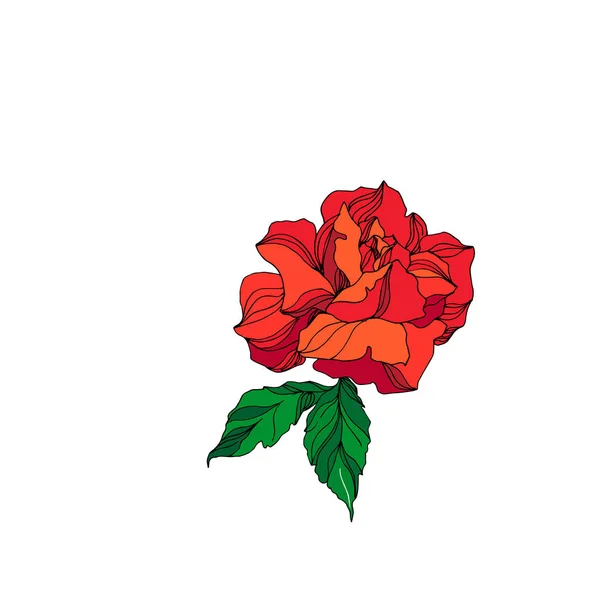 Flor botánica floral Vector Rose. Tinta grabada roja y verde. Elemento de ilustración rosa aislada . — Vector de stock
