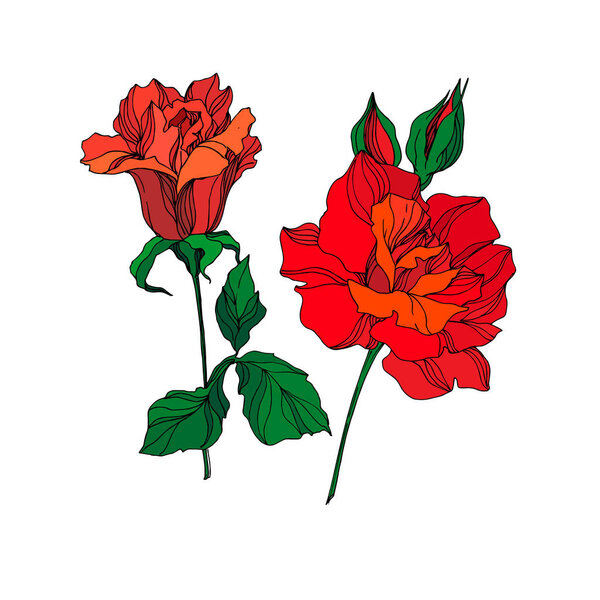 Vector Rose floral botanical flowers. Red and green engraved ink art. Isolated rose illustration element.