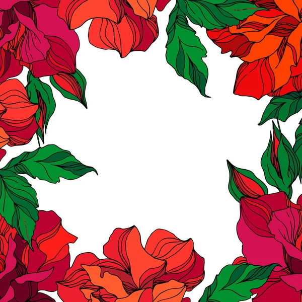 Vector Rose flores botânicas florais. Arte de tinta gravada vermelha ahd verde. Quadro borda ornamento quadrado . —  Vetores de Stock