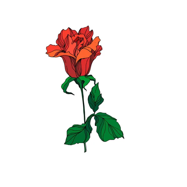 Fiore botanico floreale Vector Rose. Inchiostro inciso rosso e verde art. Elemento di illustrazione rosa isolata . — Vettoriale Stock