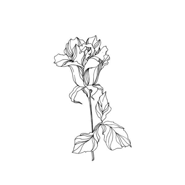 Vector Rose floral botanical flower. Black and white engraved ink art. Isolated rose illustration element.
