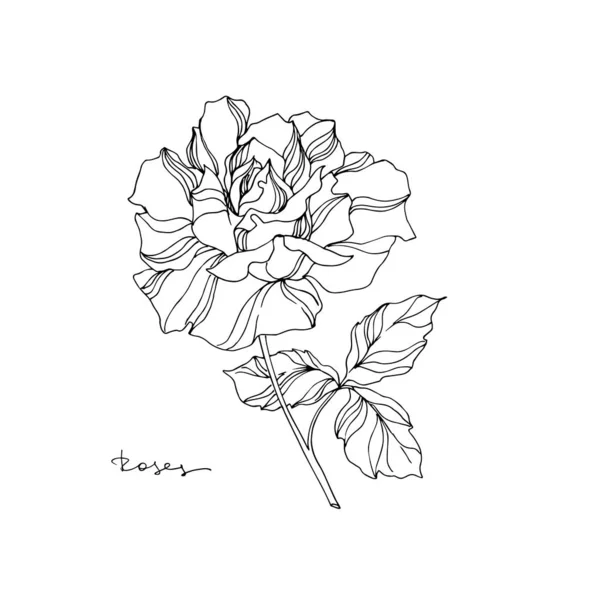 벡터 로즈는 꽃 모양의 식물상 꽃이다. 흑백으로 새긴 잉크 예술 작품이죠. 고립된 장미 삽화 요소. — 스톡 벡터