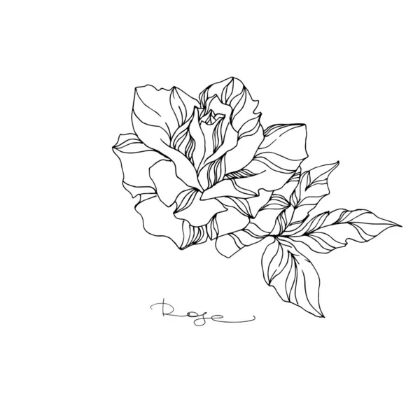 Vektör Gül çiçekli botanik çiçeği. Siyah beyaz işlemeli mürekkep sanatı. İzole gül illüstrasyon ögesi. — Stok Vektör
