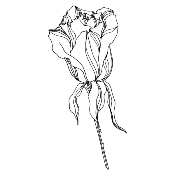 病媒蔷薇花植物花。 黑白版画水墨艺术. 孤立的玫瑰说明性元素. — 图库矢量图片