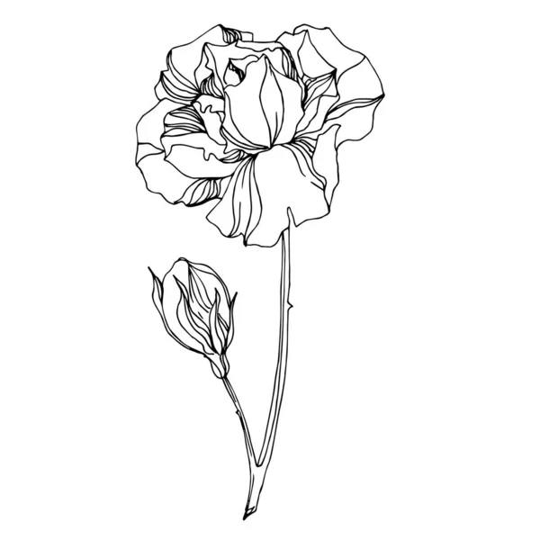 Vektör Gül çiçekli botanik çiçekleri. Siyah beyaz işlemeli mürekkep sanatı. İzole gül illüstrasyon ögesi. — Stok Vektör