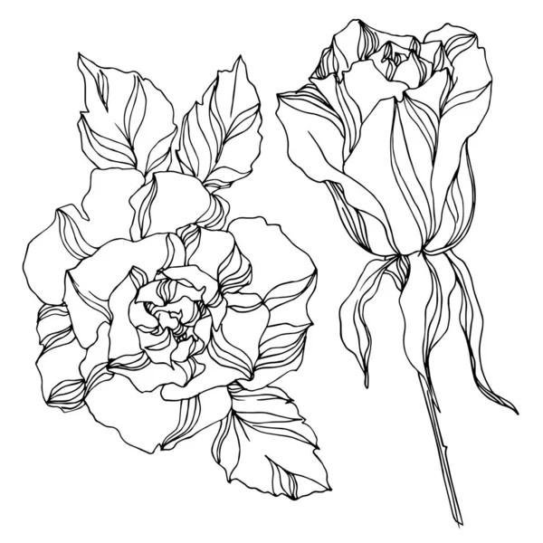 Vektorové růže květinové botanické květiny. Černobílý rytý inkoust. Izolovaný prvek ilustrace růží. — Stockový vektor