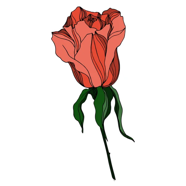 Vektorrosen florale botanische Blumen. Schwarz-weiß gestochene Tuschekunst. Isolierte Rose als Illustrationselement. — Stockvektor