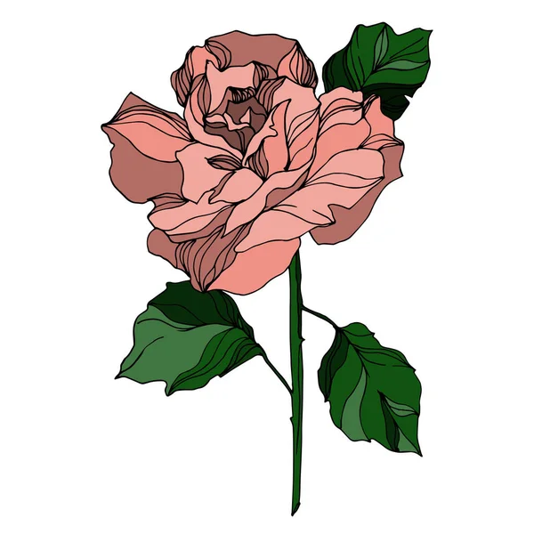 Vektorrosen florale botanische Blumen. Schwarz-weiß gestochene Tuschekunst. Isolierte Rose als Illustrationselement. — Stockvektor