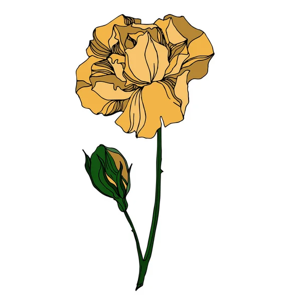 Vector Rosas flores botânicas florais. Tinta gravada a preto e branco. Isolado elemento ilustração rosa . — Vetor de Stock