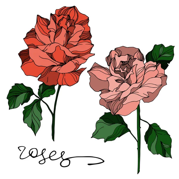 Roses vectorielles fleurs botaniques florales. Encre gravée en noir et blanc. Elément d'illustration isolé rose . — Image vectorielle