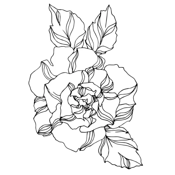 Wektor Róże kwiaty botaniczne. Czarno-biała grawerowana sztuka tuszu. Izolowany element ilustracji róży. — Wektor stockowy