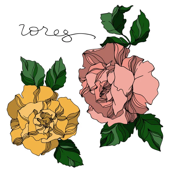 Vector Roses flores botánicas florales. Tinta grabada en blanco y negro. Elemento de ilustración rosa aislada . — Vector de stock