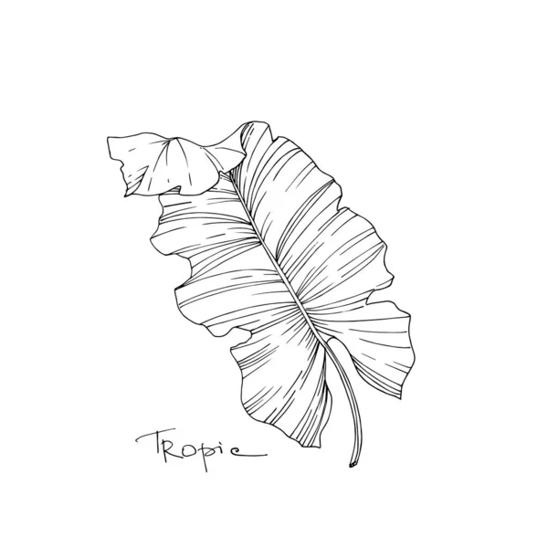 1 7 Palm Tree Tattoo Vectors Royalty Free Vector Palm Tree Tattoo Images Depositphotos 1 7 Palm Tree Tattoo Vectors Royalty Free Vector Palm Tree Tattoo Images Depositphotos