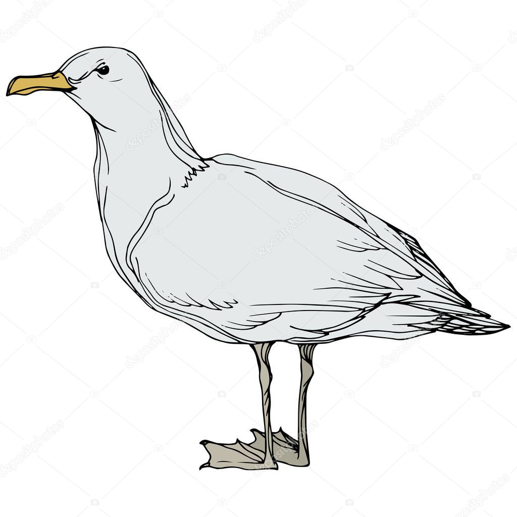 Vector Sky bird seagull in a wildlife. Black and white engraved ink art. Isolated seagull illustration element.