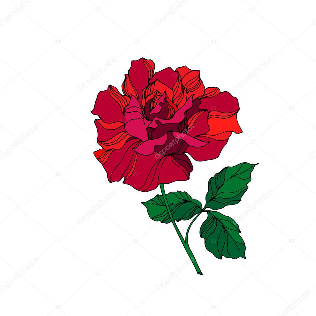 Vector Rose floral botanical flower. Red and green engraved ink art. Isolated rose illustration element.