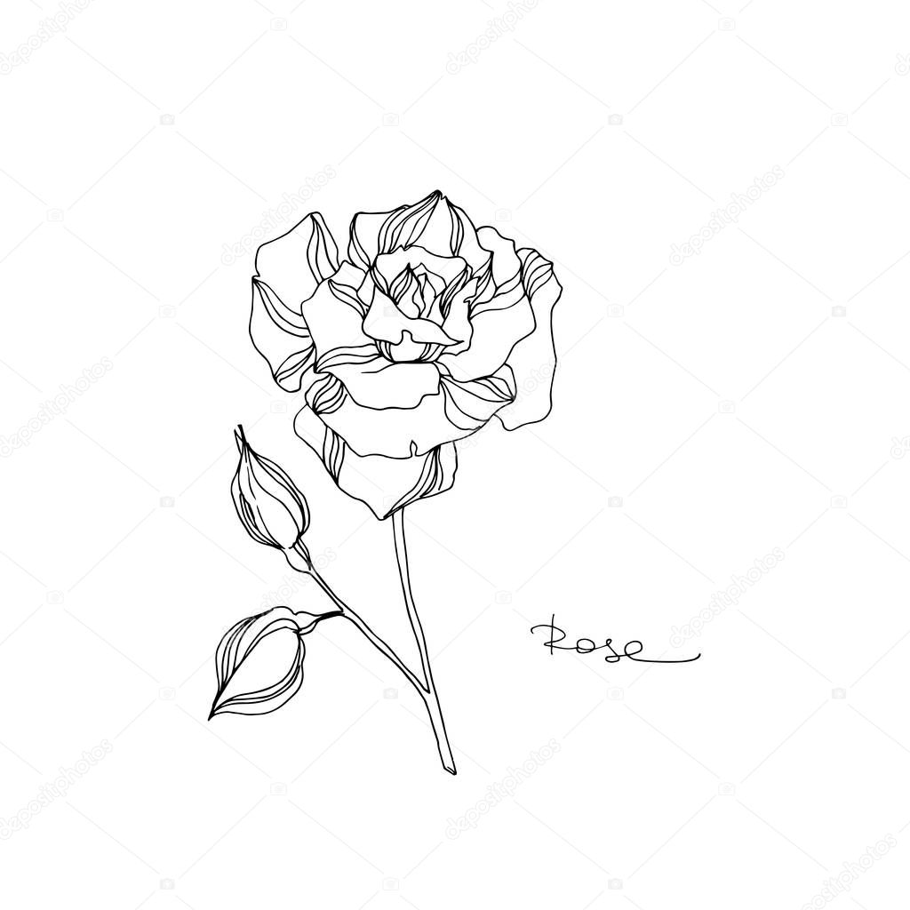 Vector Rose floral botanical flower. Black and white engraved ink art. Isolated rose illustration element.