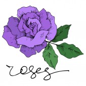 Vektor rózsa virágos botanikai virágok. Fekete-fehér vésett tinta művészet. Izolált rózsa illusztrációs elem.