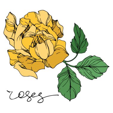 Vektör gül çiçekli botanik çiçekleri. Siyah beyaz işlemeli mürekkep sanatı. İzole gül çizim elementi.