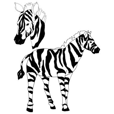 Vektör egzotik zebra yaban hayvanı izole edildi. Siyah beyaz işlemeli mürekkep sanatı. İzole edilmiş hayvan örnekleme elementi.