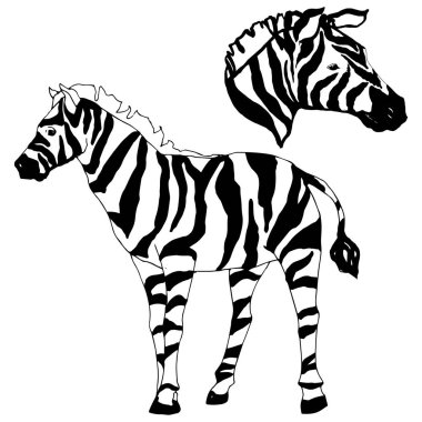 Vektör egzotik zebra yaban hayvanı izole edildi. Siyah beyaz işlemeli mürekkep sanatı. İzole edilmiş hayvan örnekleme elementi.