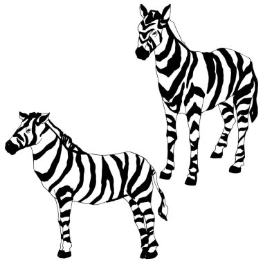 Vektör egzotik zebra yaban hayvanı izole edildi. Siyah beyaz işlemeli mürekkep sanatı. İzole edilmiş hayvan örnekleme elementi.