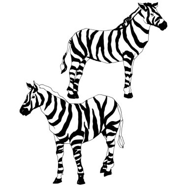 Vektör egzotik zebra yaban hayvanı izole edildi. Siyah beyaz işlemeli mürekkep sanatı. İzole edilmiş hayvan örnekleme elementi.