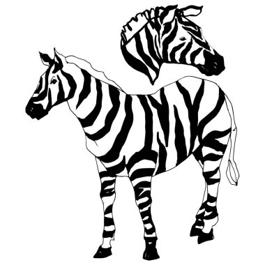Vektör egzotik zebra yaban hayvanı izole edildi. Siyah beyaz işlemeli mürekkep sanatı. İzole edilmiş hayvan örnekleme elementi.