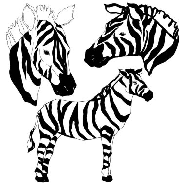 Vektör egzotik zebra yaban hayvanı izole edildi. Siyah beyaz işlemeli mürekkep sanatı. İzole edilmiş hayvan örnekleme elementi.