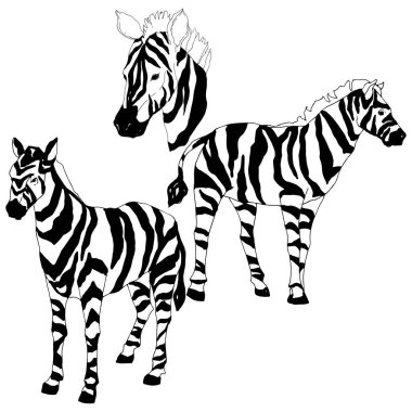 Vektör egzotik zebra yaban hayvanı izole edildi. Siyah beyaz işlemeli mürekkep sanatı. İzole edilmiş hayvan örnekleme elementi.