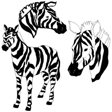 Vektör egzotik zebra yaban hayvanı izole edildi. Siyah beyaz işlemeli mürekkep sanatı. İzole edilmiş hayvan örnekleme elementi.