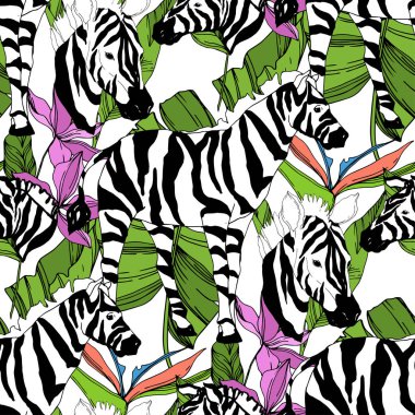 Vektör egzotik zebra izi izole edilmiş vahşi bir hayvan. Siyah beyaz işlemeli mürekkep sanatı. Kusursuz arkaplan deseni.