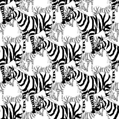 Vector Exotic zebra print wild animal isolated. Black and white engraved ink art. Seamless background pattern. clipart