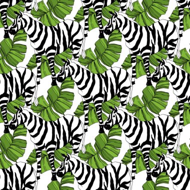 Vektör egzotik zebra izi izole edilmiş vahşi bir hayvan. Siyah beyaz işlemeli mürekkep sanatı. Kusursuz arkaplan deseni.